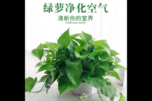 除甲醛選什么綠植好 甲醛排名第一的植物是它